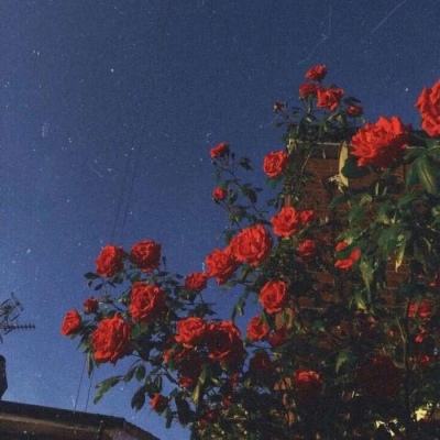 极速飞艇计划app下载