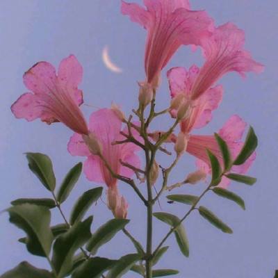 开云体云appapp下载